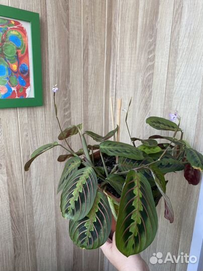 Сансевиерия.Пеперомия.Толстянка, Герань,Березка