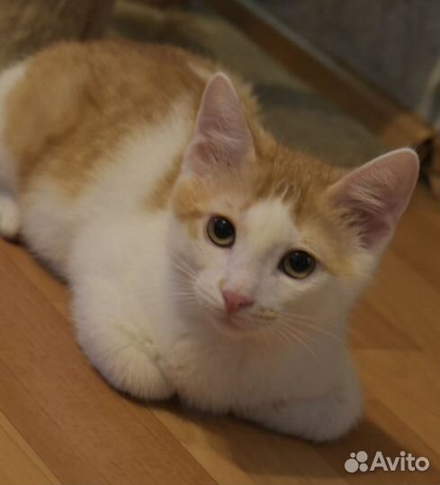 Котята