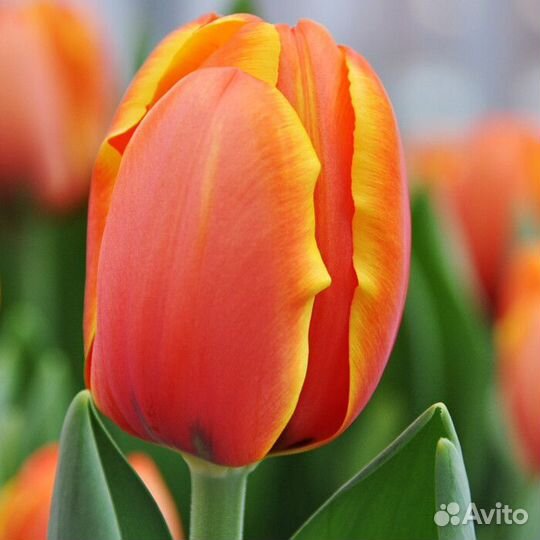 Тюльпаны (Луковицы )