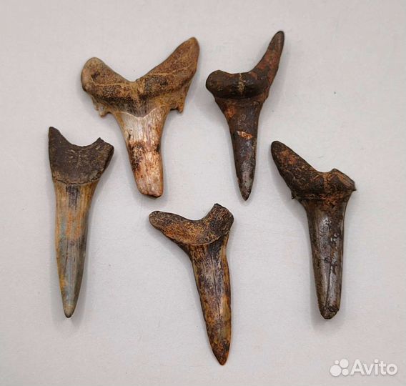 Зубы древних акул (5 шт), Россия / Окаменелости