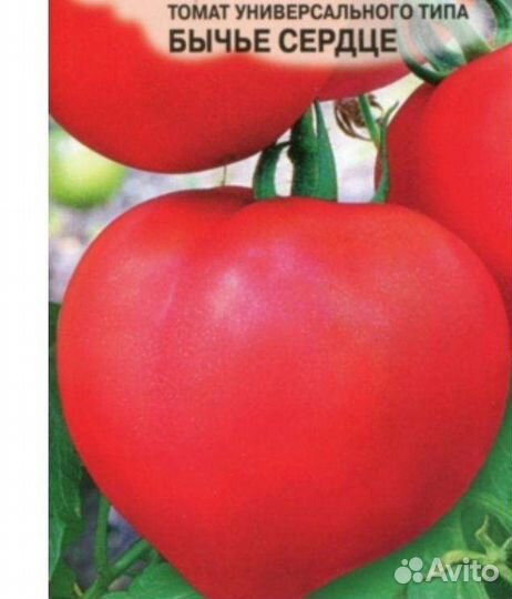 Рассада помидор