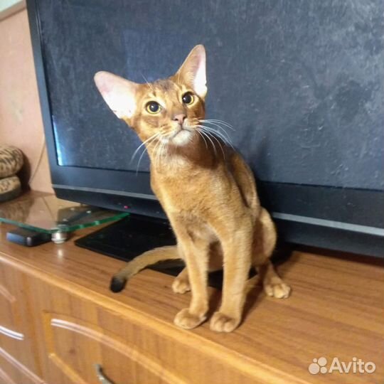 Абиссинские детки