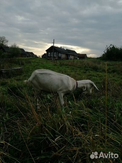Коза заано-нубийская дойная молочная