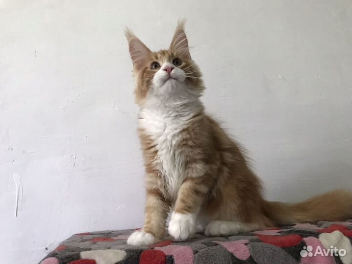 Котята мейн-кун
