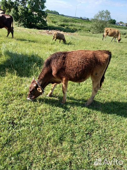 Бычки,телята