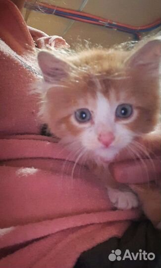 Котенок Солнышко 1,5 мес