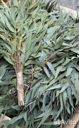 Эвкалипт оптом