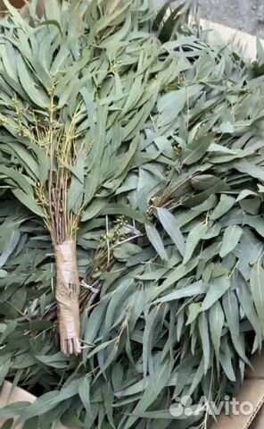 Эвкалипт оптом