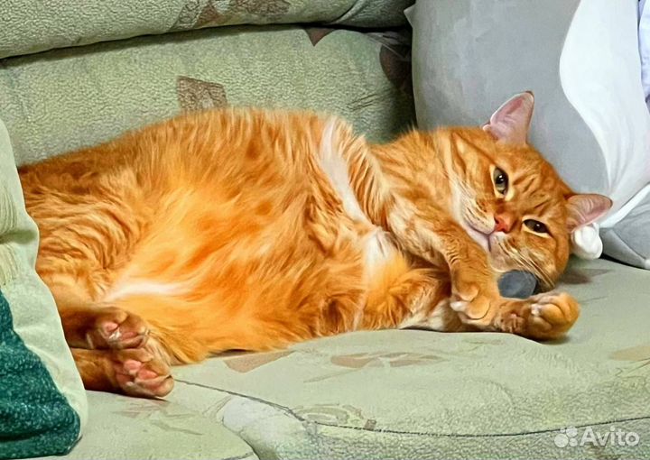 Отдам кота в добрые руки