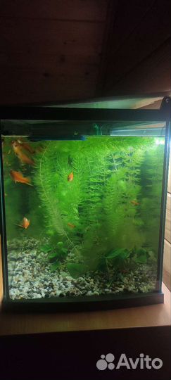 Аквариум на 60 литров