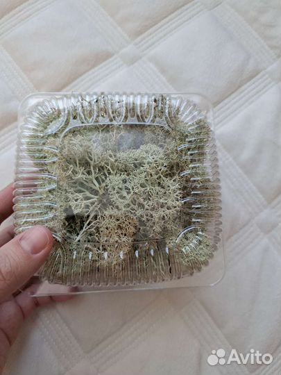 Кальцесмесь, кокосовый коврик, мох ягель