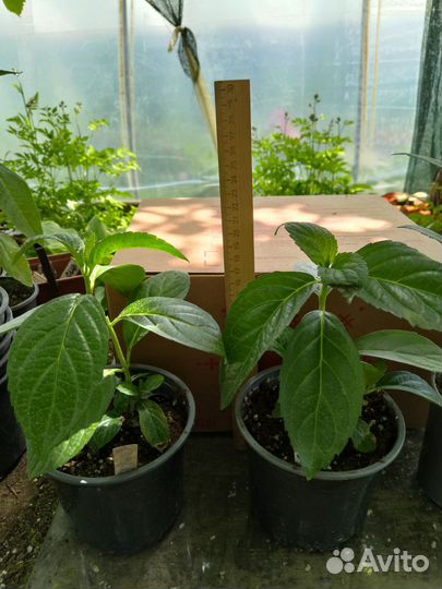 Гортензия метельчатая