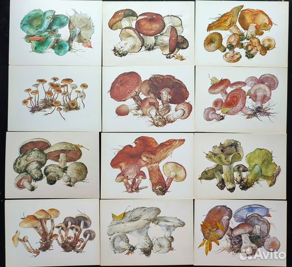 Винтажные ботанические открытки грибы