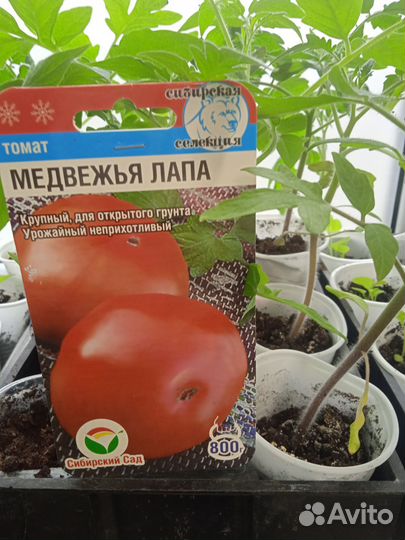 Рассада томатов