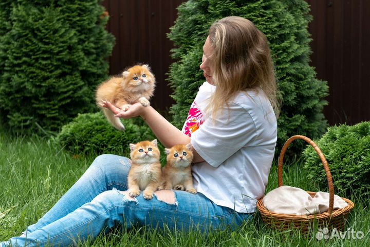 Котики и кошечки