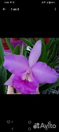 Каттлея Bc.Maikai x C.Porcia крупноцветковая