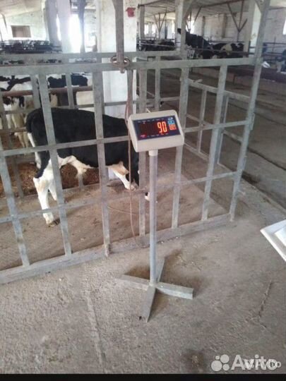 Бычки и телята