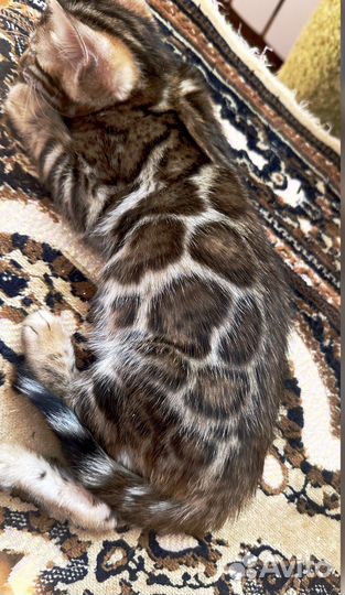 Бенгальский кошки