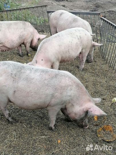 Мясо свинина