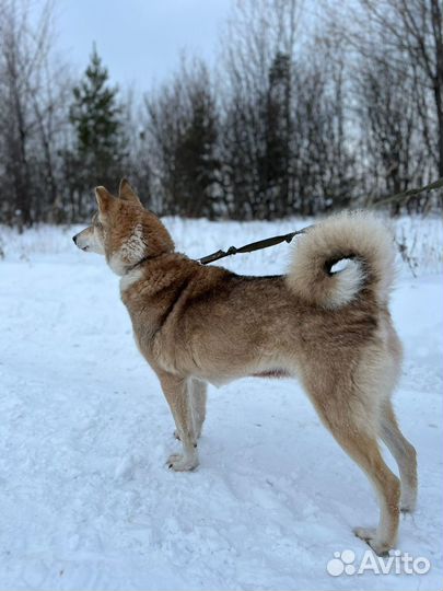 Лайка