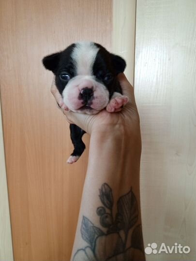 Щенки бостон терьер