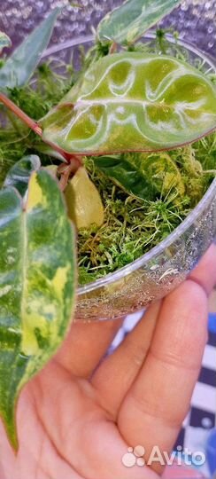 Фил Билля вар