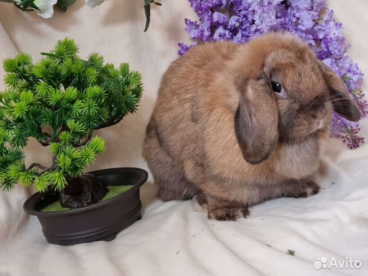 Вислоухий кролик, девочка тюрин