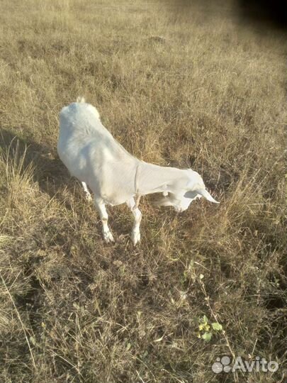 Зааненская дойная коза