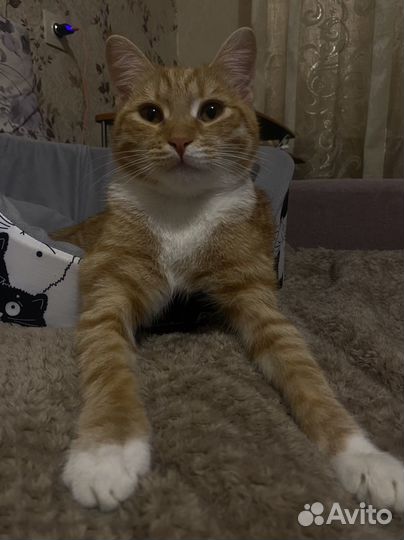 Британский кот на вязку