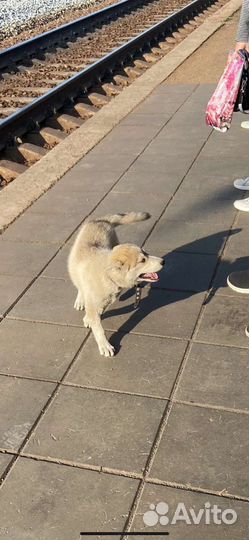 Потерялся щенок хаски (девочка) Майя