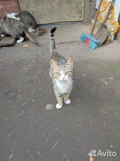 Котята дворовые
