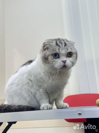 Шотландский вислоухий кот в добрые руки