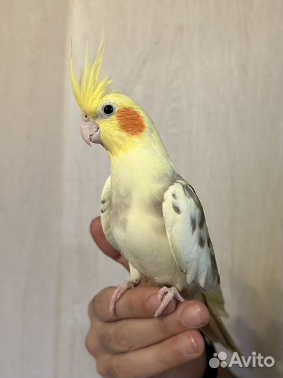Попугай карелла с клеткой