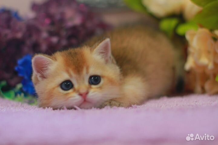 Плюшевый золотой котик с документами