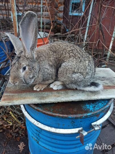 Кролики породы Фландр