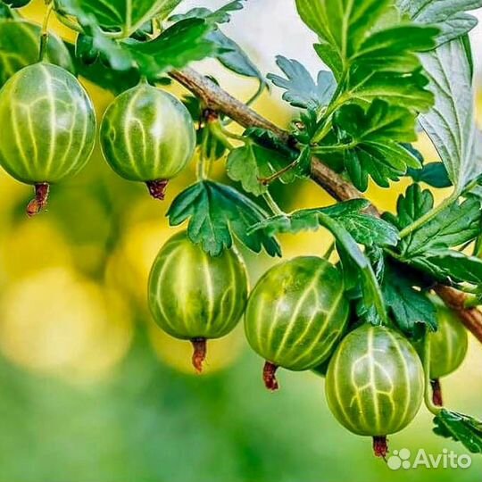 Крыжовник бесшипый саженцы