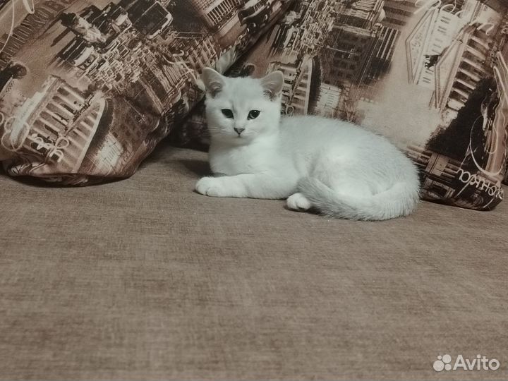 Шотландские котята