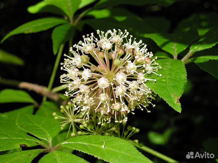 Саженцы элеутерококка