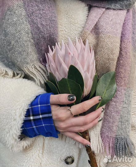 Протея букеты из протеи с доставкой