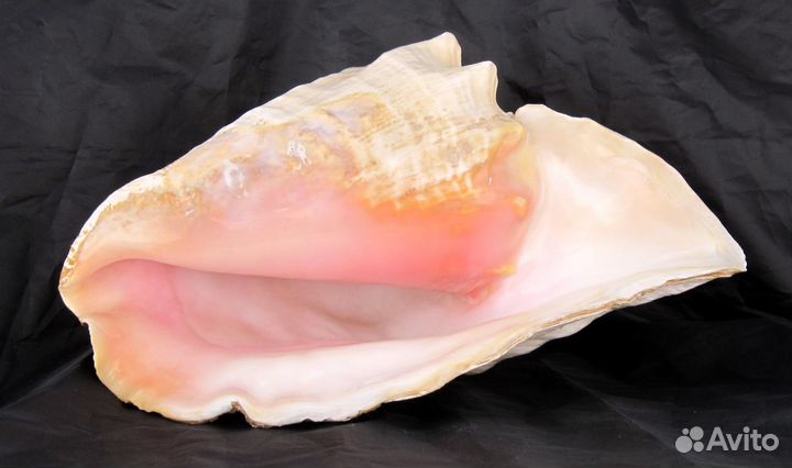 Большая морская раковина