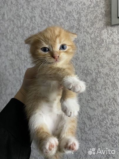 Шотландская помесь