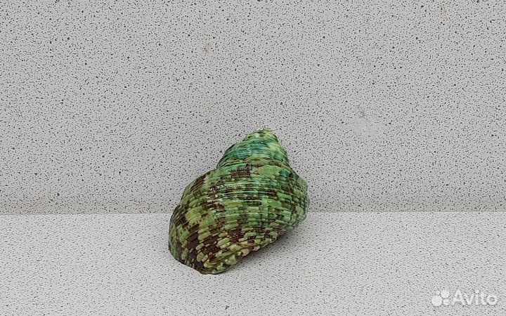 Турбо Красус 6 морская ракушка раковина