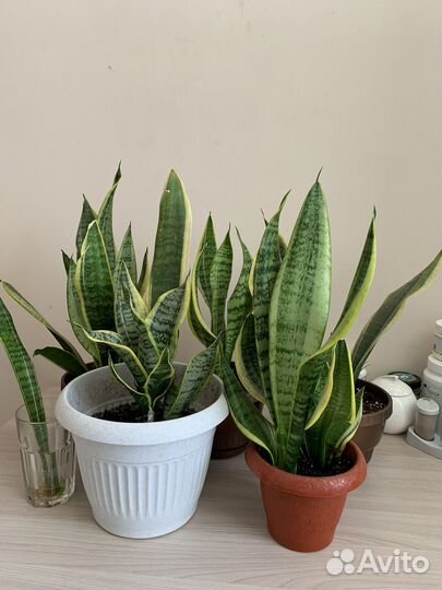 Сансевиерия Комнатное растение