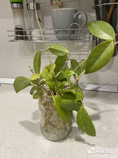 Хойя мясистая