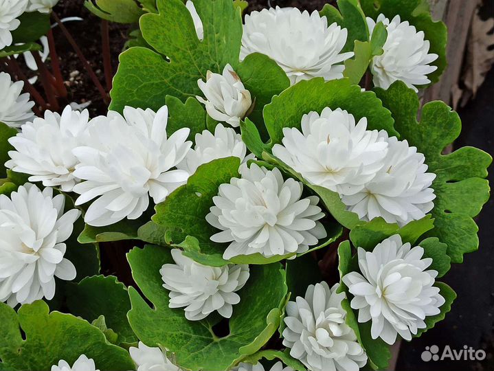 Сангвинария махровая редкость