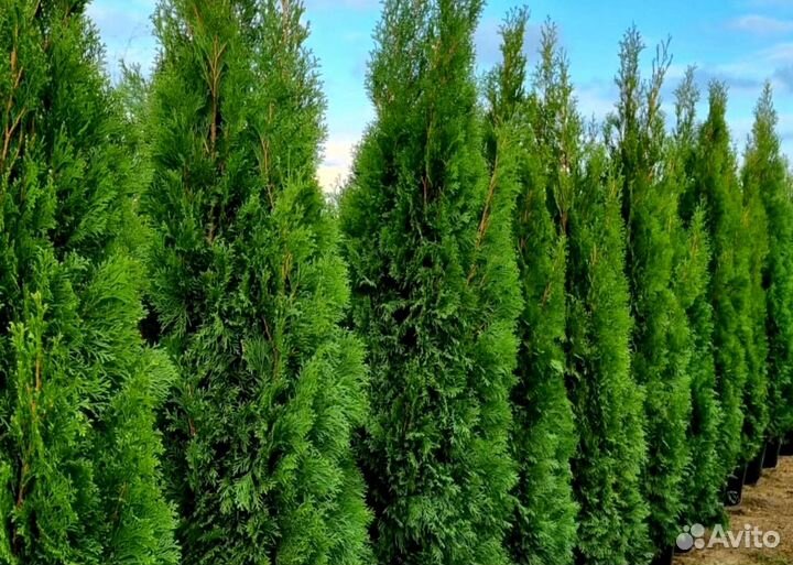 Туя смарагд в кассете оптом