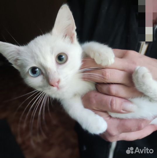 Кот Топаз