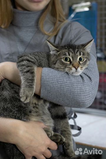 Молодой котик