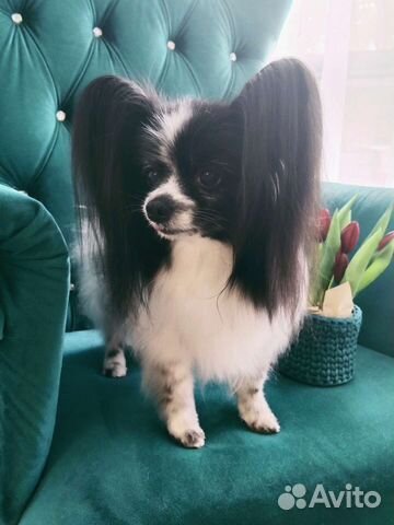 Добрый грумер. Стрижка собак и кошек