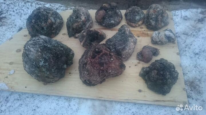 Сувель Кап берёзовый хвойный